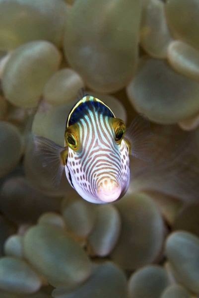 Front close-up of pufferfish, Ambon, Indonesia